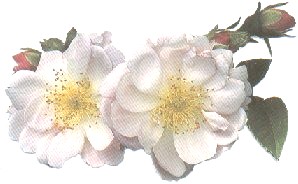 Symbol weiße rose bedeutung widerstandsgruppe Weiße Rosen